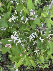 Lonicera