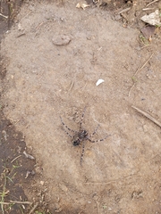Dolomedes scriptus