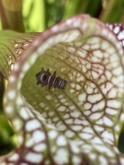 Exyra semicrocea