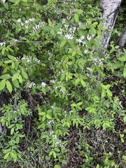 Lonicera