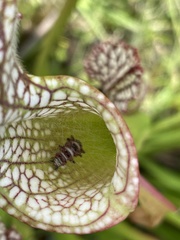 Exyra semicrocea