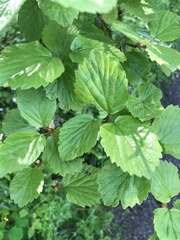 Viburnum ellipticum