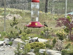 Selasphorus calliope