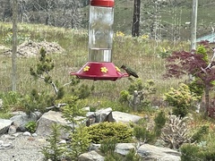 Selasphorus calliope