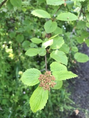 Viburnum ellipticum