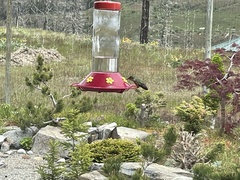 Selasphorus calliope