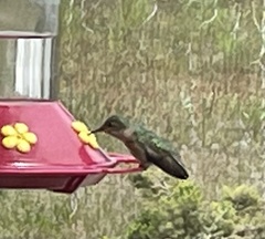 Selasphorus calliope