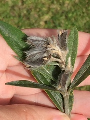 Callistachys lanceolata