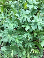Geranium viscosissimum