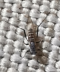 Sternorrhyncha
