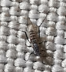 Sternorrhyncha