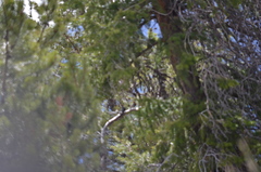 Sphyrapicus nuchalis