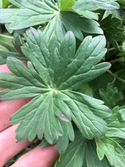 Geranium viscosissimum