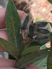 Callistachys lanceolata
