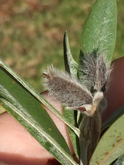 Callistachys lanceolata