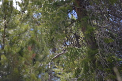 Sphyrapicus nuchalis