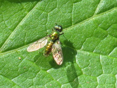 Sargus viridis