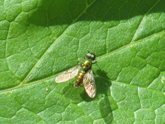 Sargus viridis