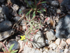 Camissonia pusilla