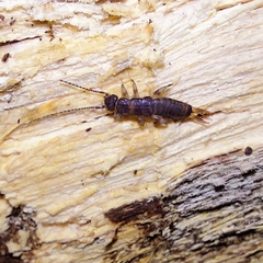 Pygidicranidae
