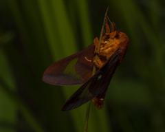 Anisota pellucida