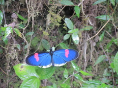 Heliconius erato cyrbia