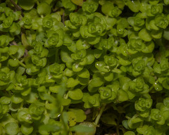 Bacopa innominata