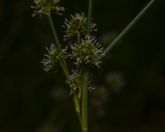Juncus scirpoides