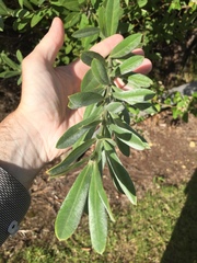 Callistachys lanceolata