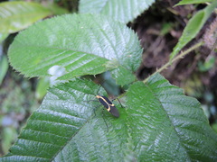 Hypselonotus linea