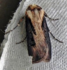Agrotis volubilis