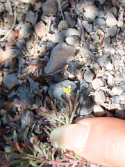Camissonia pusilla