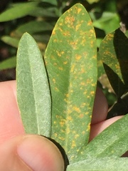 Callistachys lanceolata