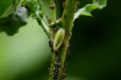 Epistrophella emarginata