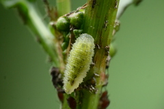 Epistrophella emarginata