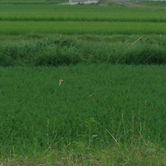 Bubulcus ibis coromandus