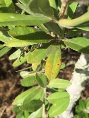 Callistachys lanceolata