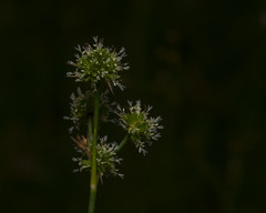 Juncus scirpoides