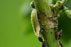 Epistrophella emarginata