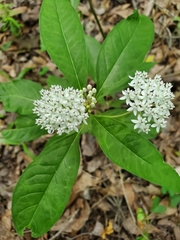 Asclepias perennis
