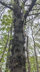 Gleditsia triacanthos triacanthos