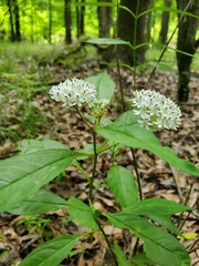 Asclepias perennis