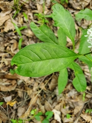 Asclepias perennis