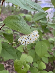 Prunus virginiana