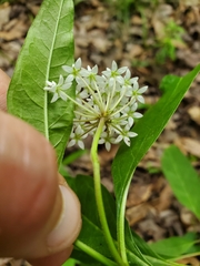 Asclepias perennis