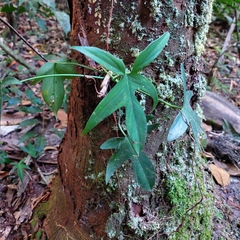 Philodendron pedatum