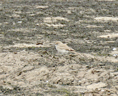 Geositta peruviana