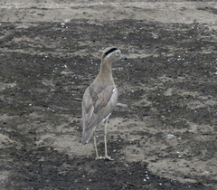 Burhinus superciliaris