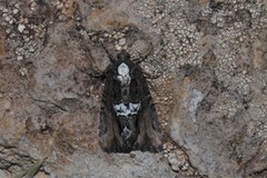 Bryolymnia semifascia
