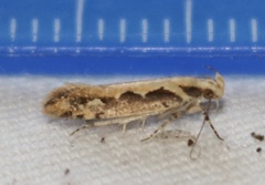 Ornativalva erubescens